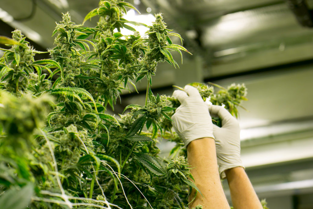Cannabis Plant Indoor Farm